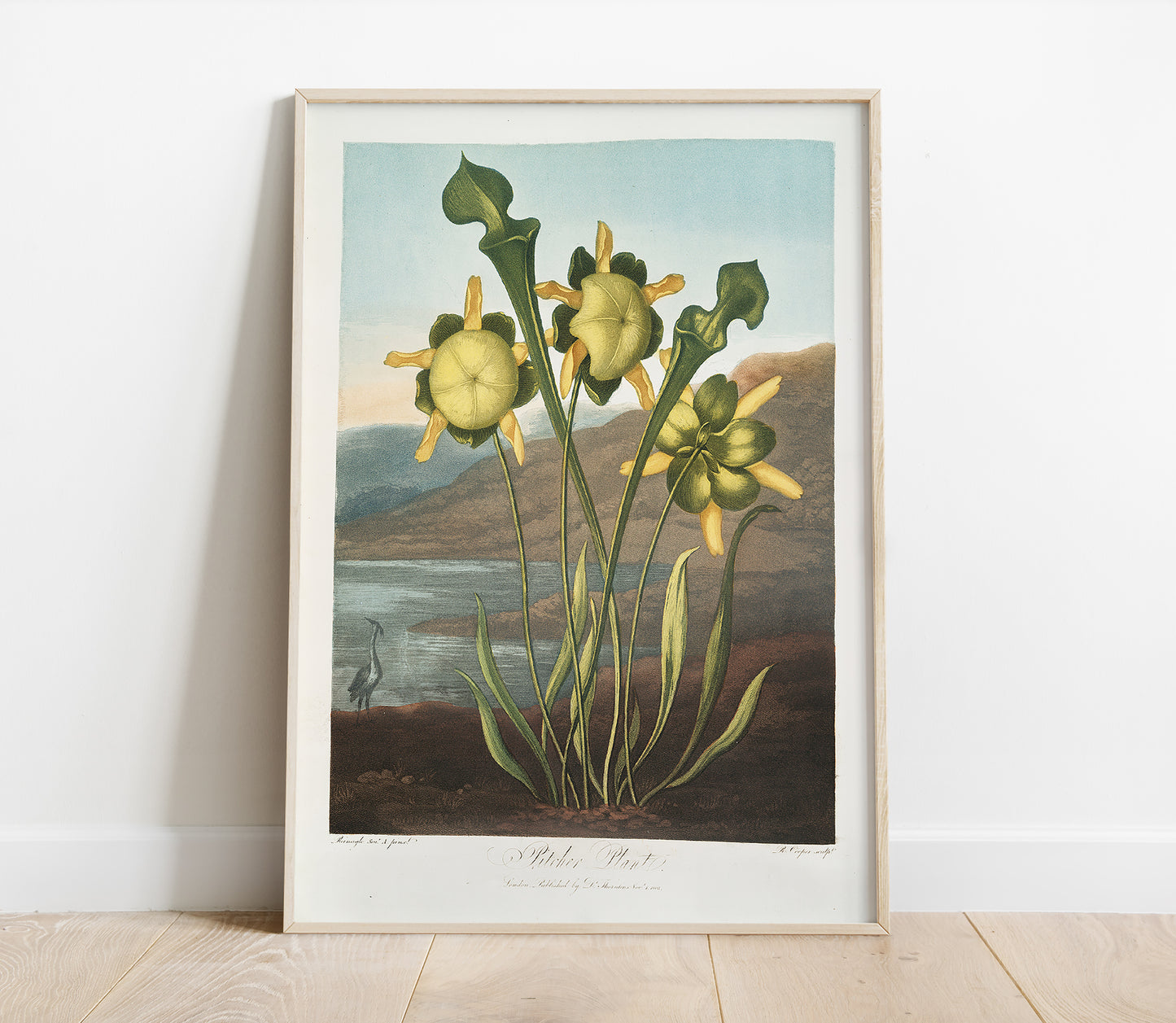 Preview of the art print Pitcher Plant by Robert John Thornton, mounted in a poster frame