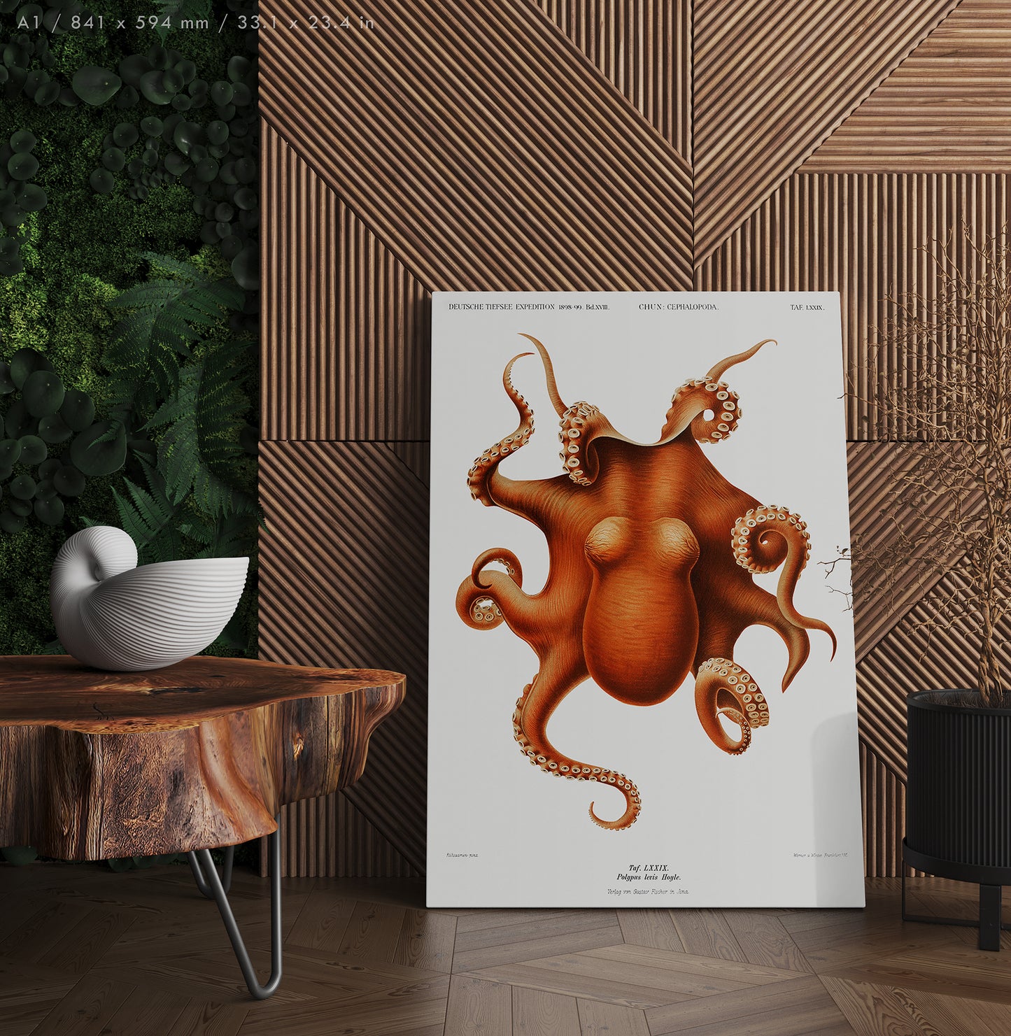 Preview of the art print Polypus Levis Hoyle by Carl Chun, mounted in an A1 size frame