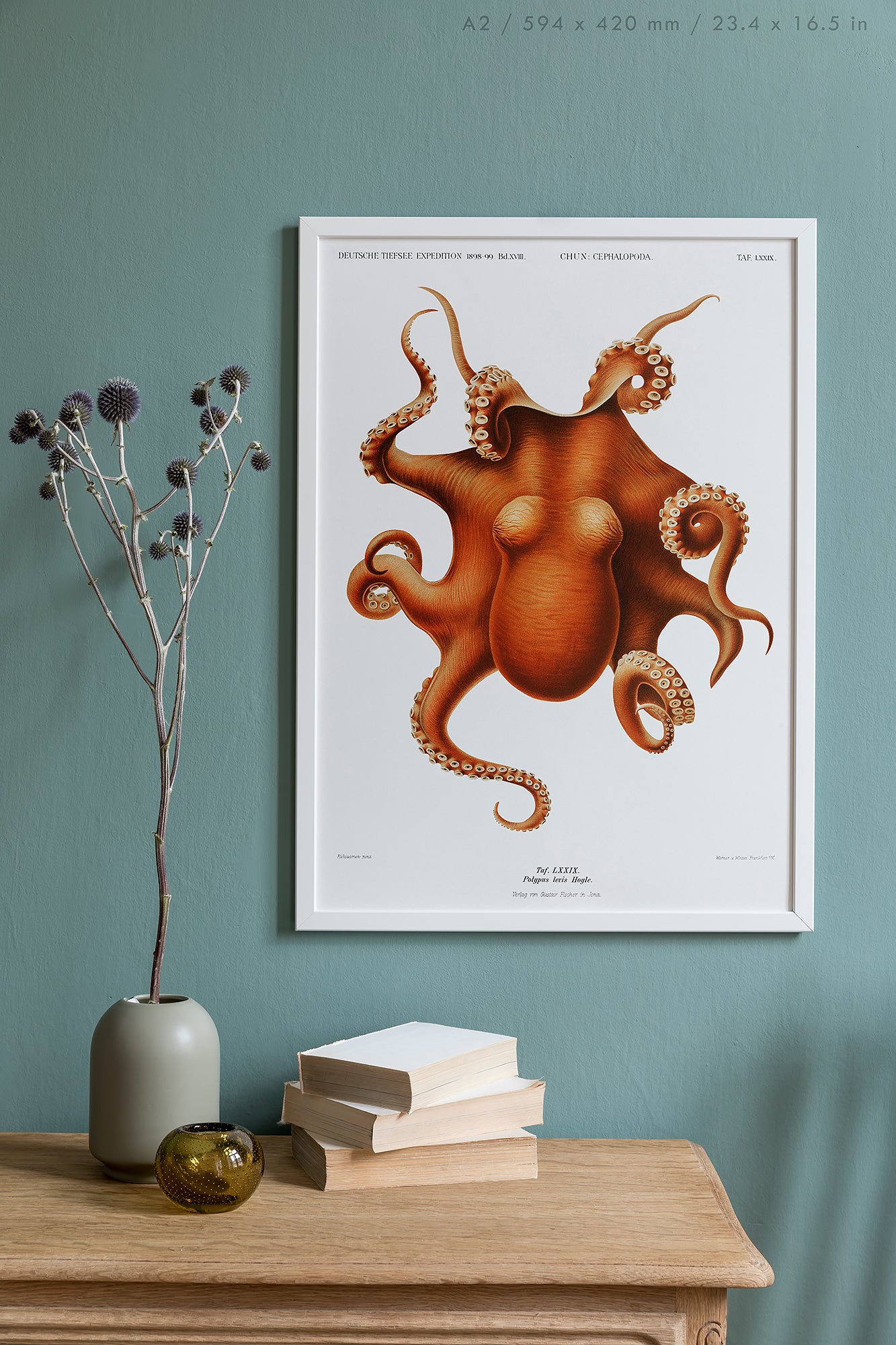 Preview of the art print Polypus Levis Hoyle by Carl Chun, mounted in an A2 size frame