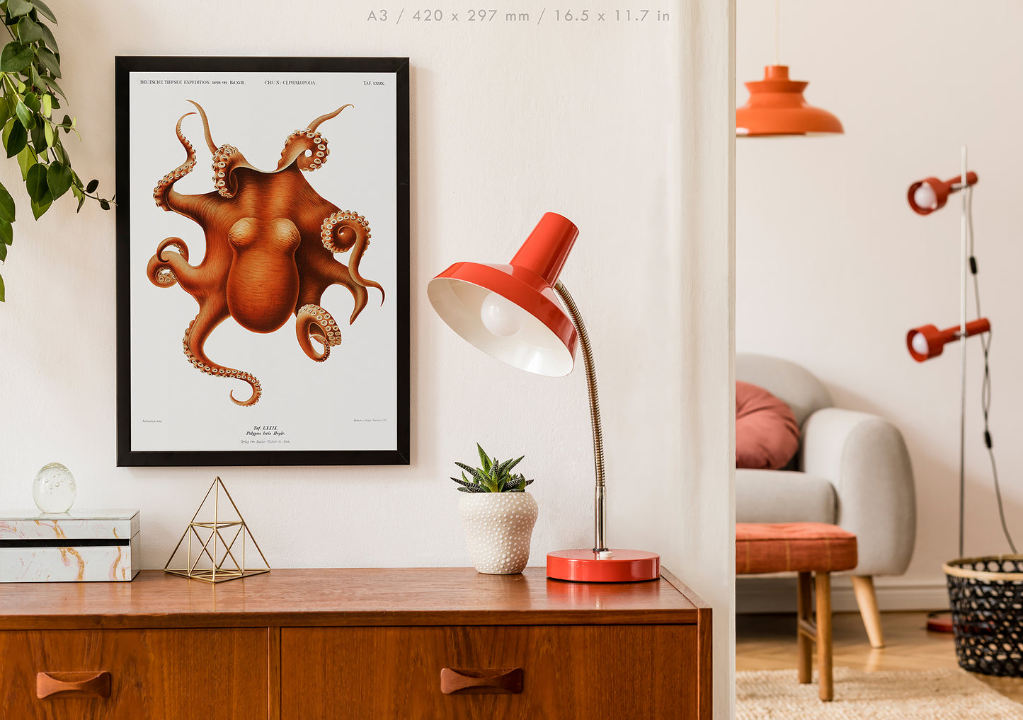 Preview of the art print Polypus Levis Hoyle by Carl Chun, mounted in an A3 size frame