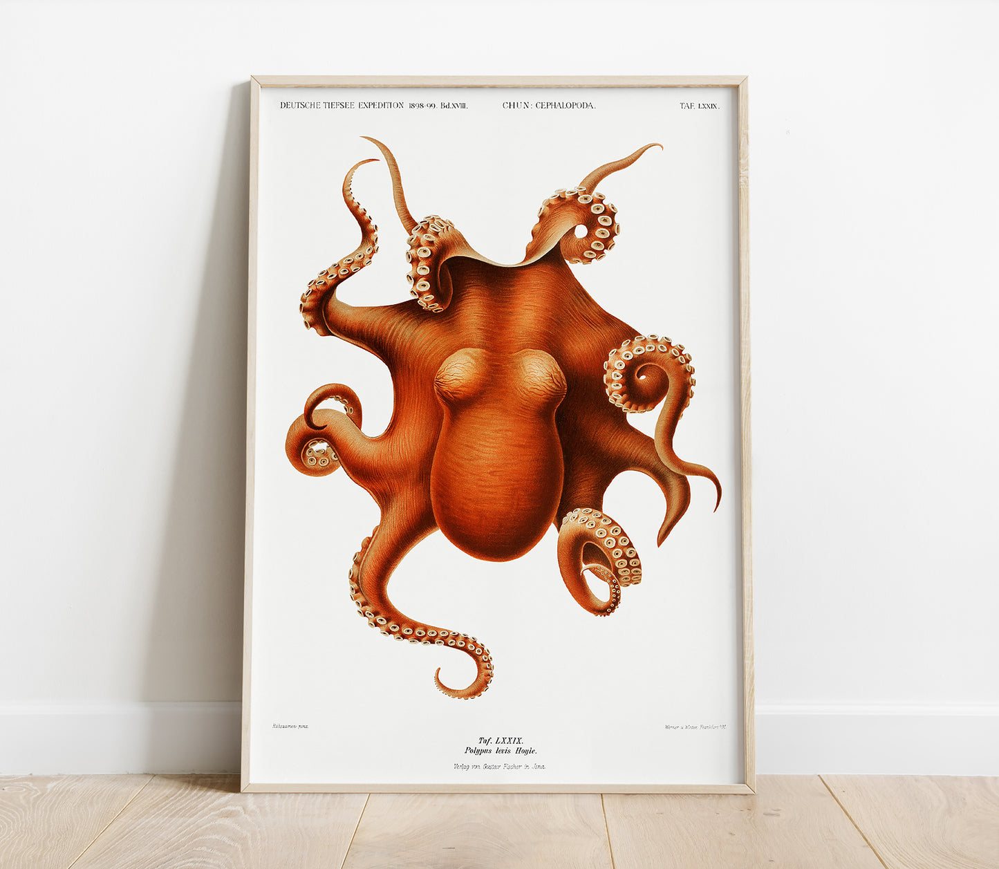 Preview of the art print Polypus Levis Hoyle by Carl Chun, mounted in a poster frame