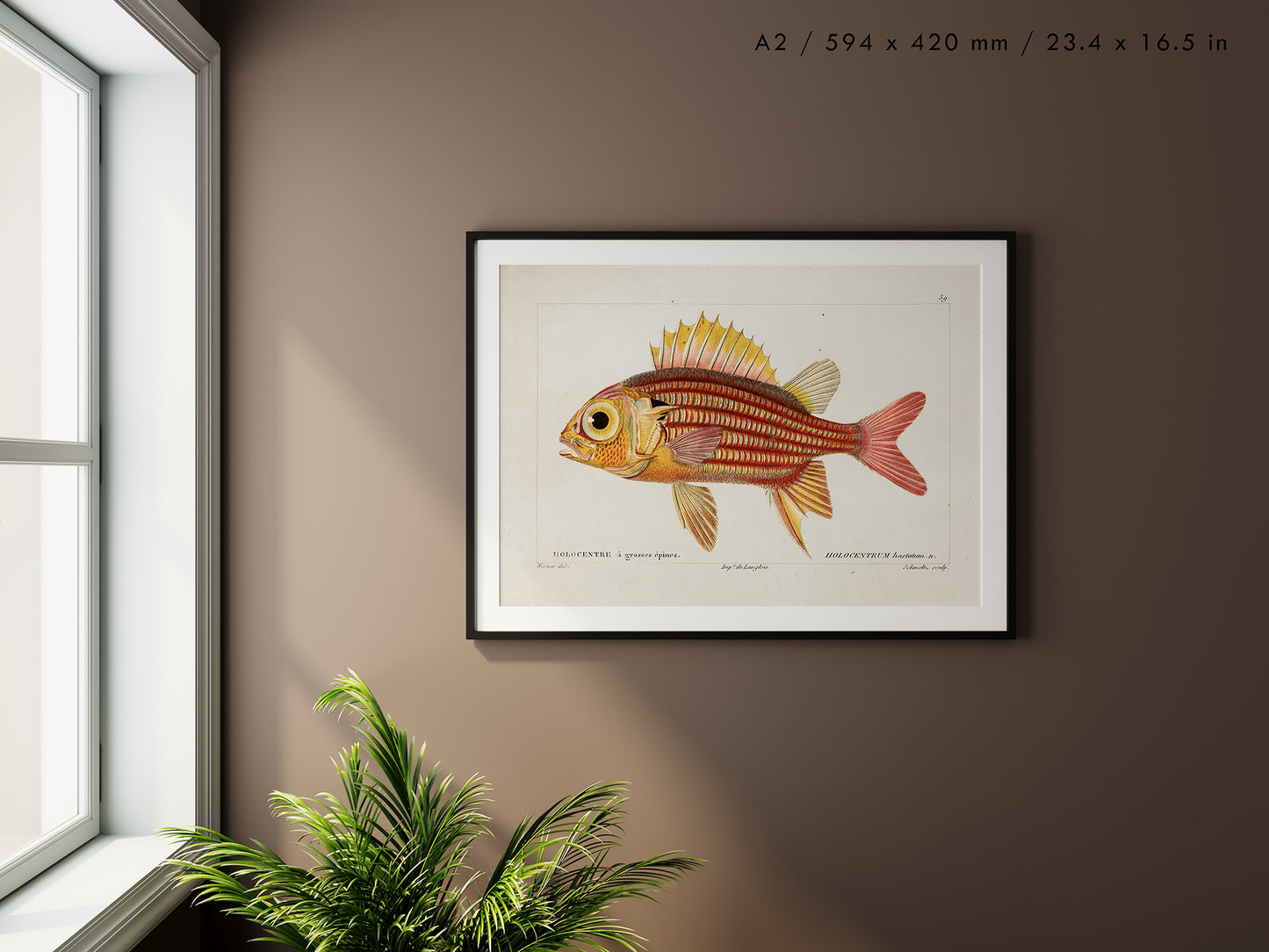Preview of the art print Red Soldierfish Illustration, mounted in an A2 size frame