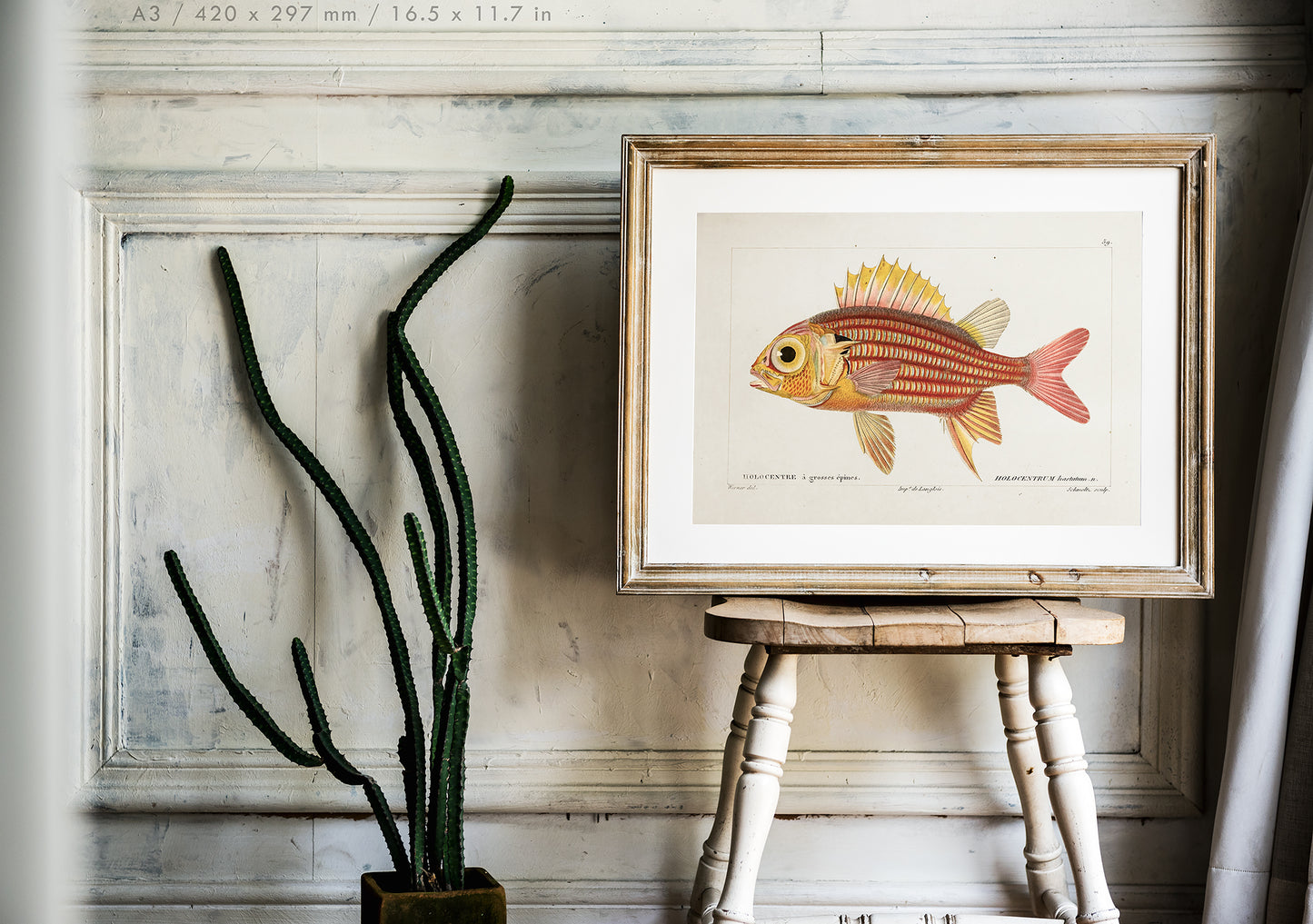 Preview of the art print Red Soldierfish Illustration, mounted in an A3 size frame