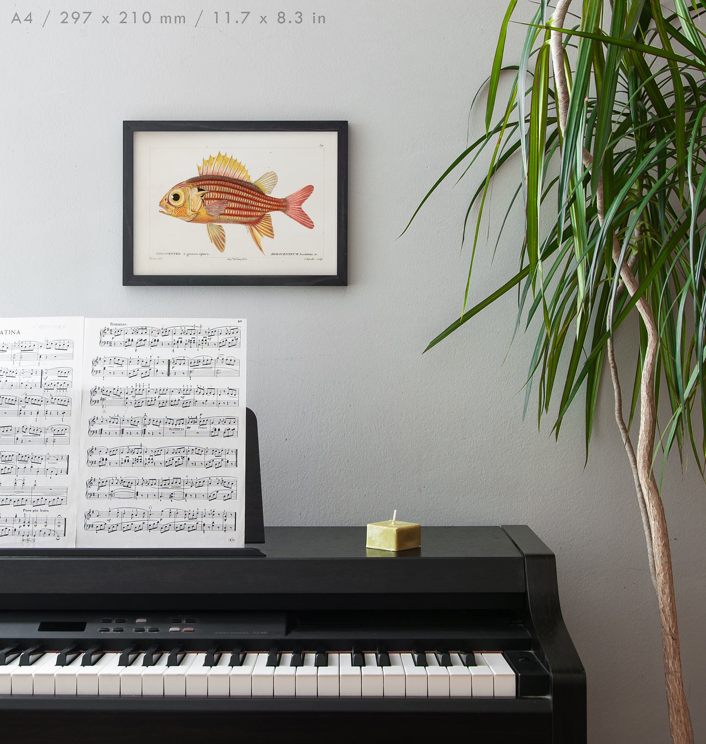 Preview of the art print Red Soldierfish Illustration, mounted in an A4 size frame