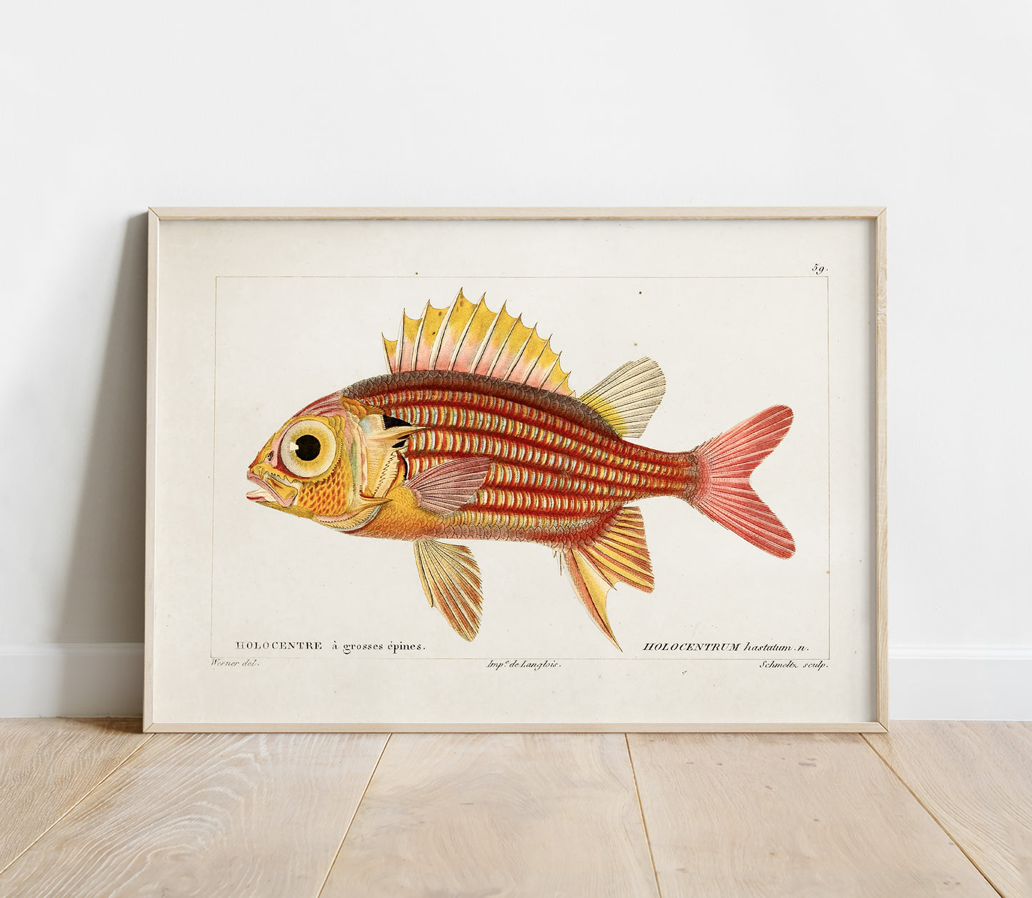 Preview of the art print Red Soldierfish Illustration, mounted in a poster frame