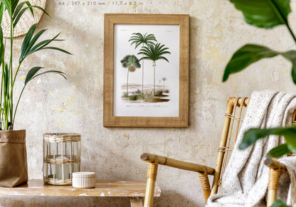 Preview of the art print Açaí Palm Illustration, mounted in an A4 size frame