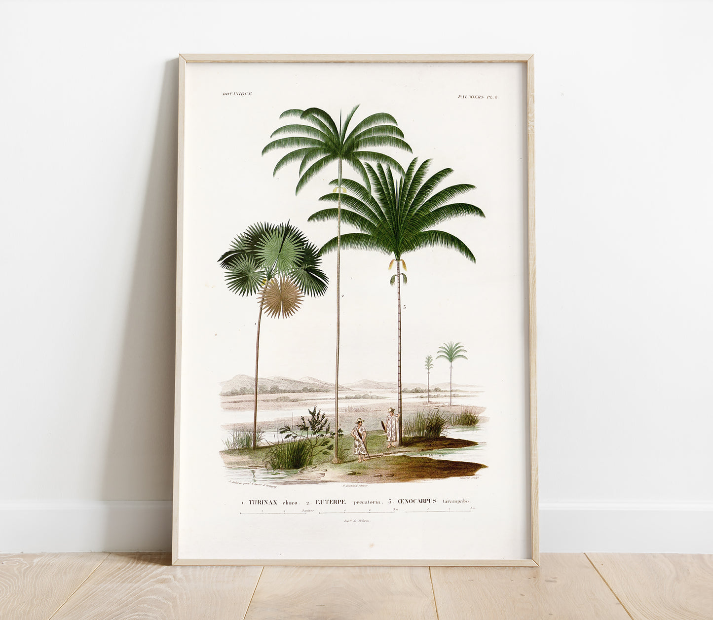 Preview of the art print Açaí Palm Illustration, mounted in a poster frame