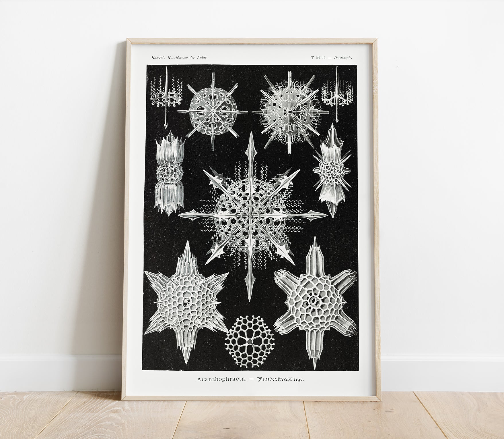 Preview of the art print Acanthophracta by Ernst Haeckel, mounted in a poster frame