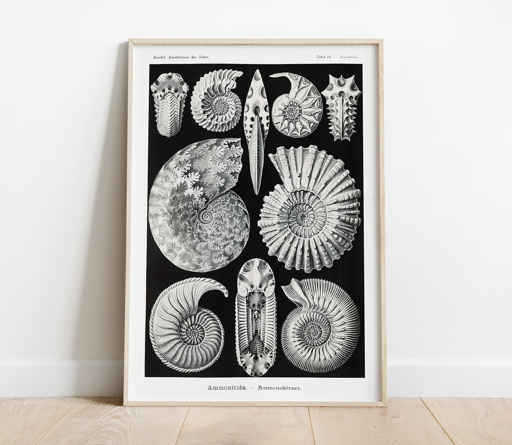 Preview of the art print Ammonitida by Ernst Haeckel, mounted in a poster frame