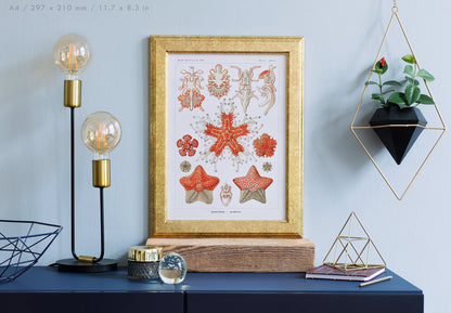 Preview of the art print Asteridea by Ernst Haeckel, mounted in an A4 size frame