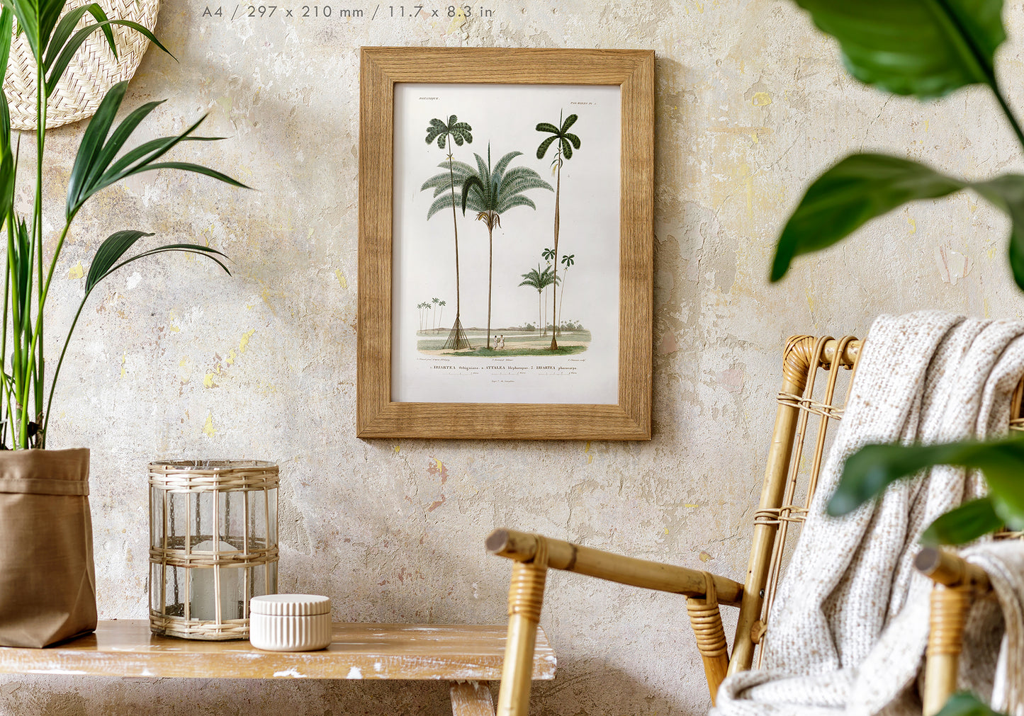 Preview of the art print Attalea Palm Illustration, mounted in an A4 size frame