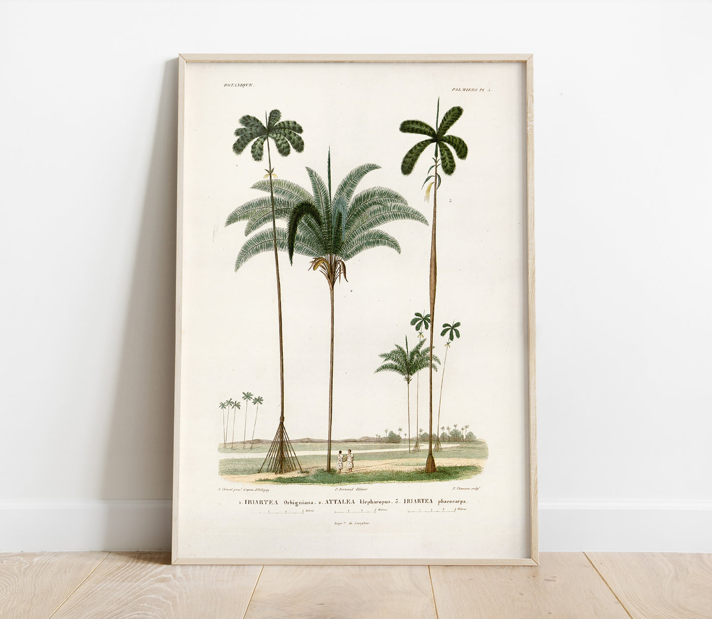 Preview of the art print Attalea Palm, mounted in a poster frame