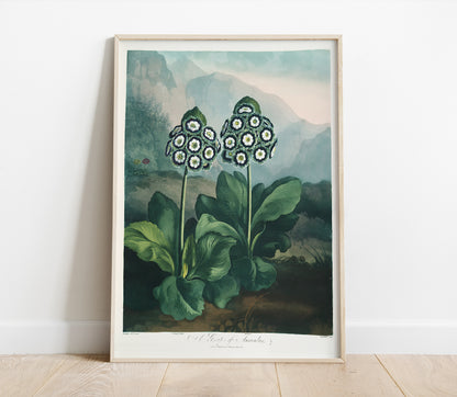 Preview of the art print Auriculas by Robert John Thornton, mounted in a poster frame