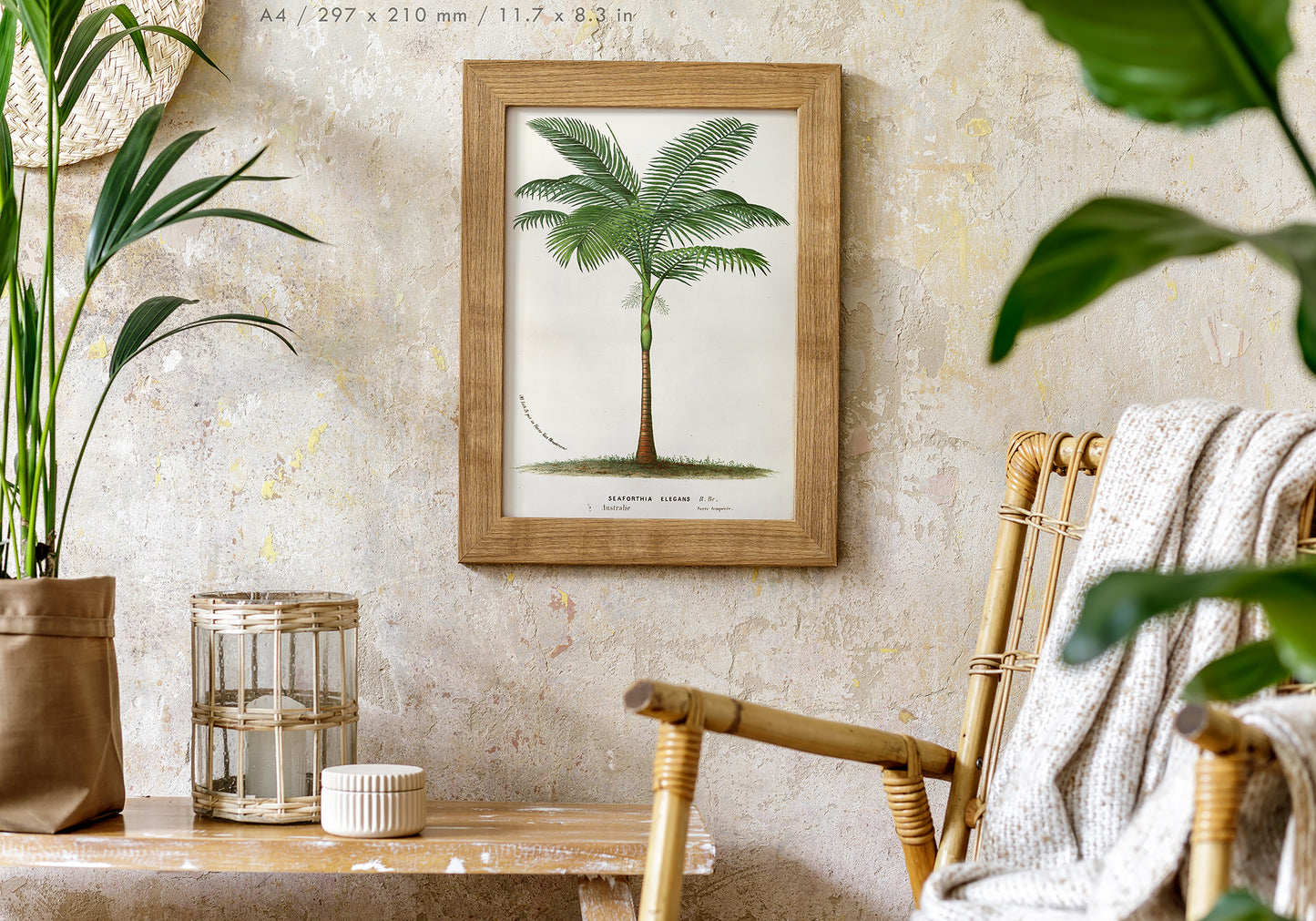 Preview of the art print Bangalow Palm by Louis van Houtte, mounted in an A4 size frame