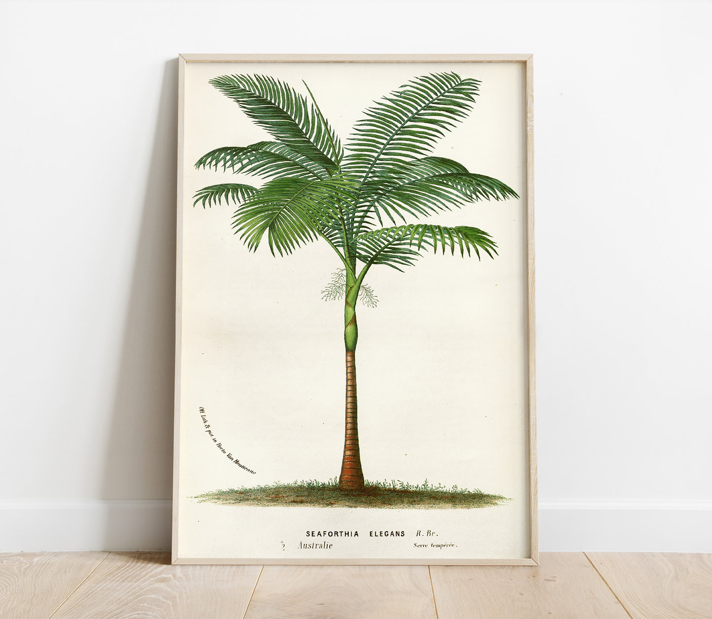 Preview of the art print Bangalow Palm by Louis Van Houtte, mounted in a poster frame