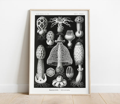 Preview of the art print Basimycetes by Ernst Haeckel, mounted in a poster frame