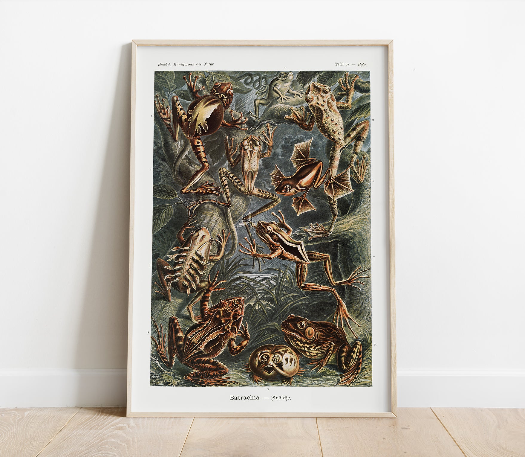 Preview of the art print Batrachia by Ernst Haeckel, mounted in a poster frame