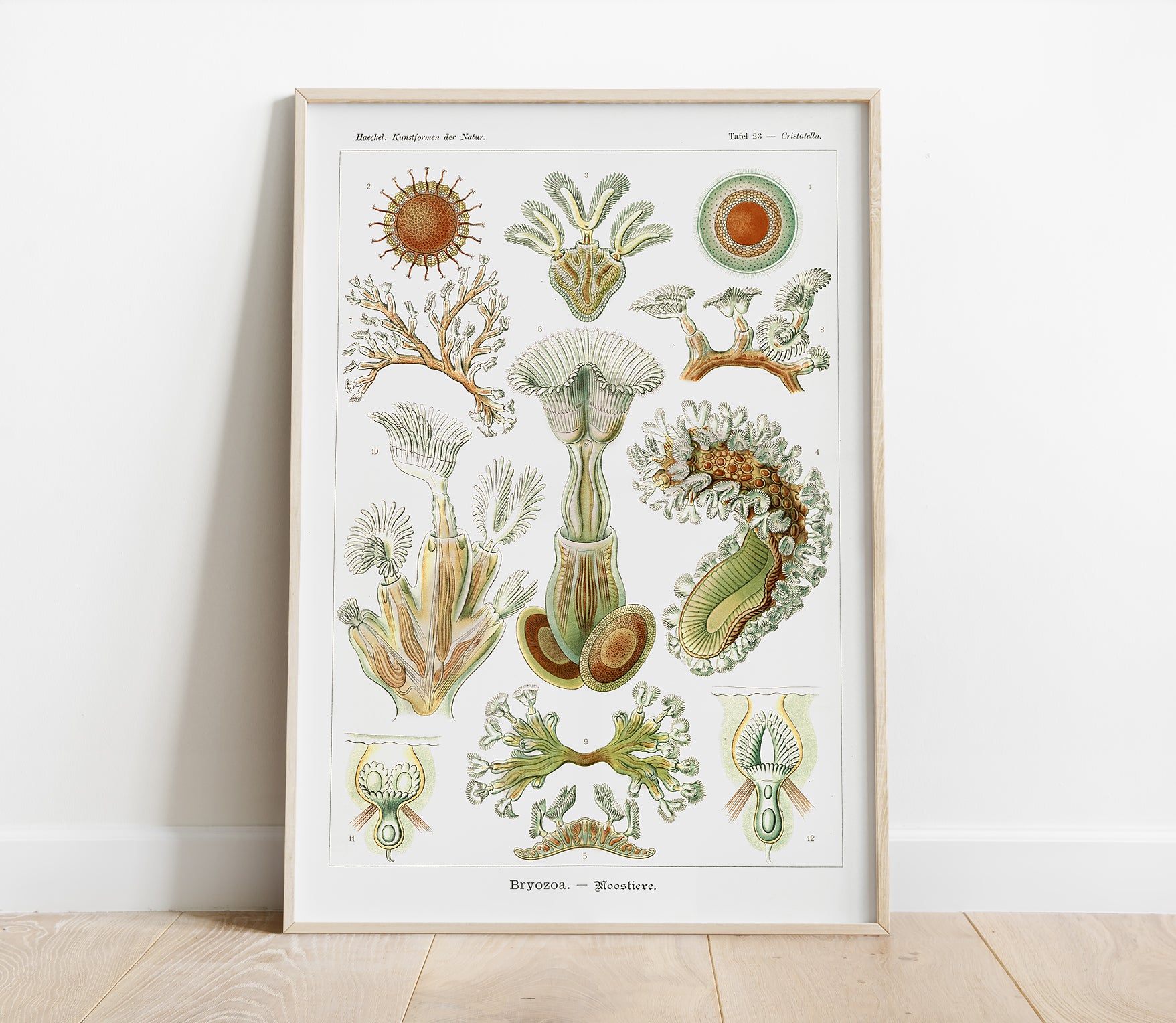 Preview of the art print Bryozoa by Ernst Haeckel, mounted in a poster frame