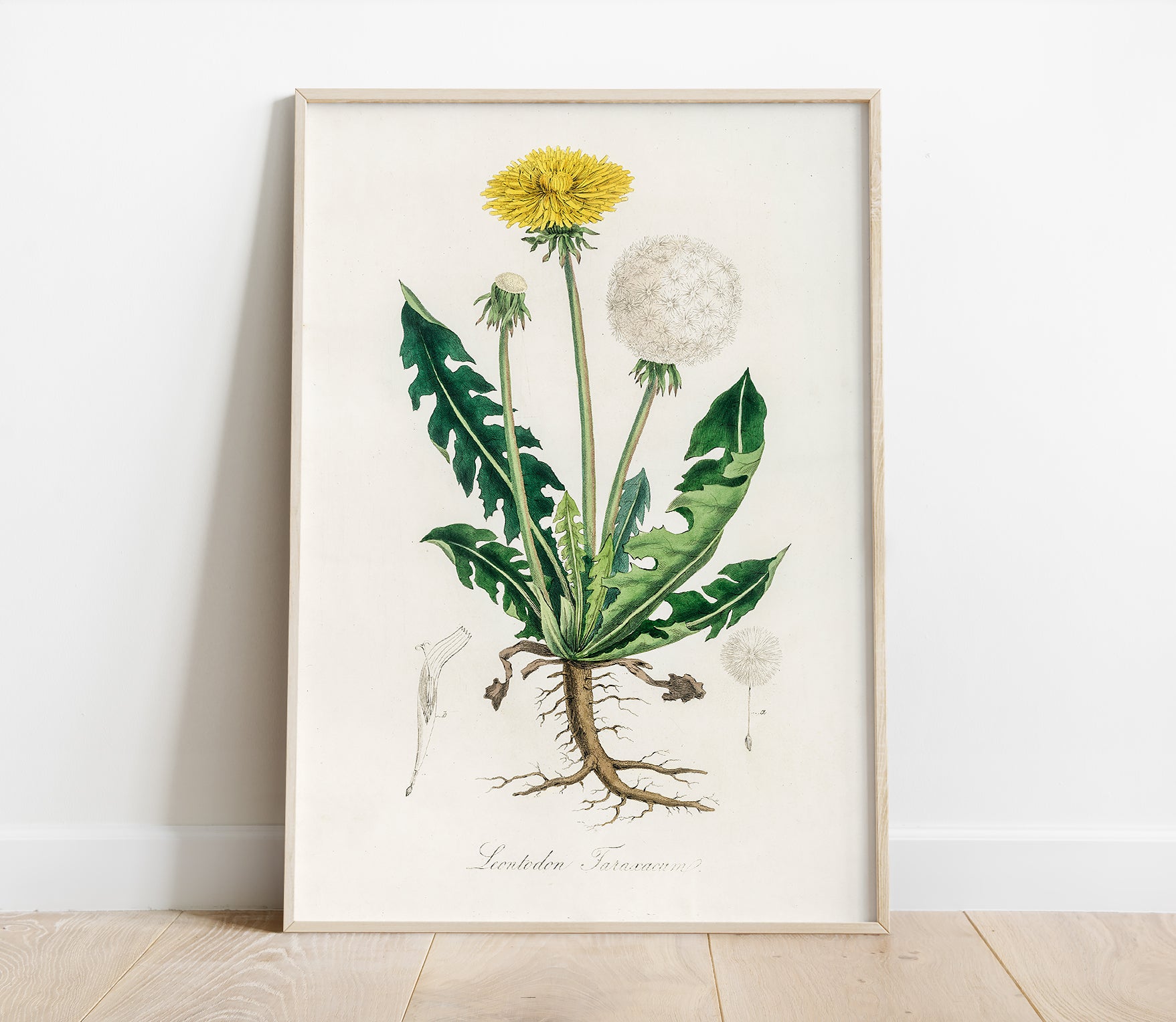 Preview of the art print Dandelion by John Stephenson and James Morss Churchill, mounted in a poster frame