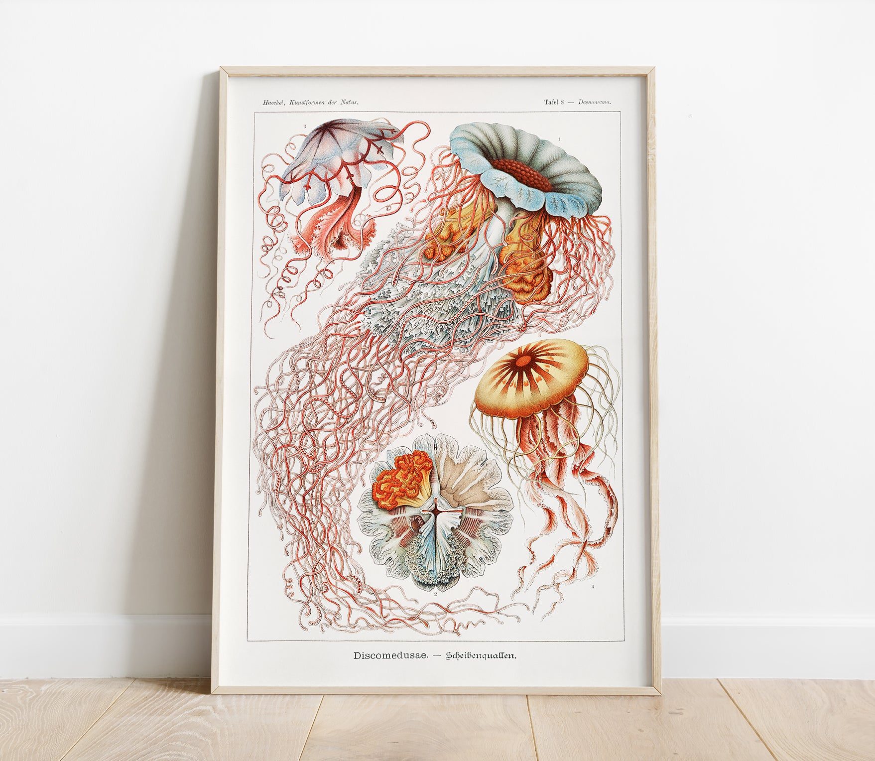 Preview of the art print Discomedusae by Ernst Haeckel, mounted in a poster frame