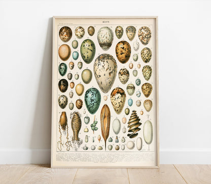 Preview of the art print Egg Chart by Adolphe Millot, mounted in a poster frame