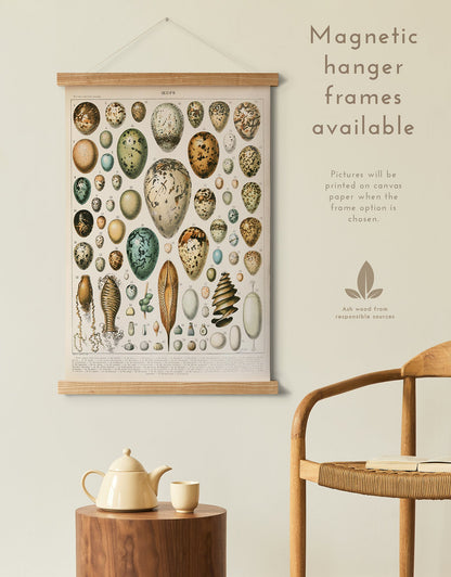 Preview of the art print Egg Chart by Adolphe Millot, mounted in a magnetic hanger frame