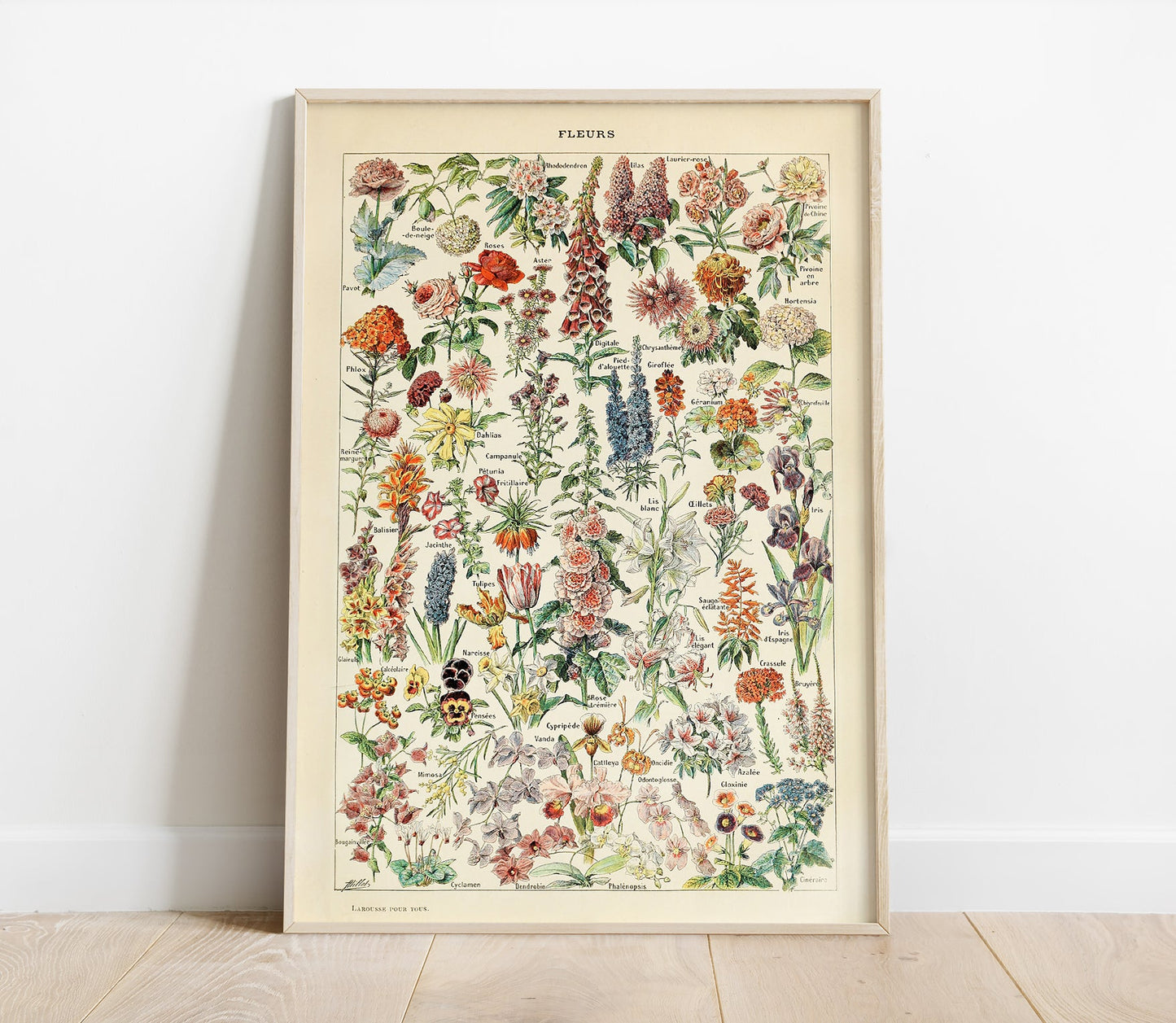 Preview of the art print Flowers Chart by Adolphe Millot, mounted in a poster frame