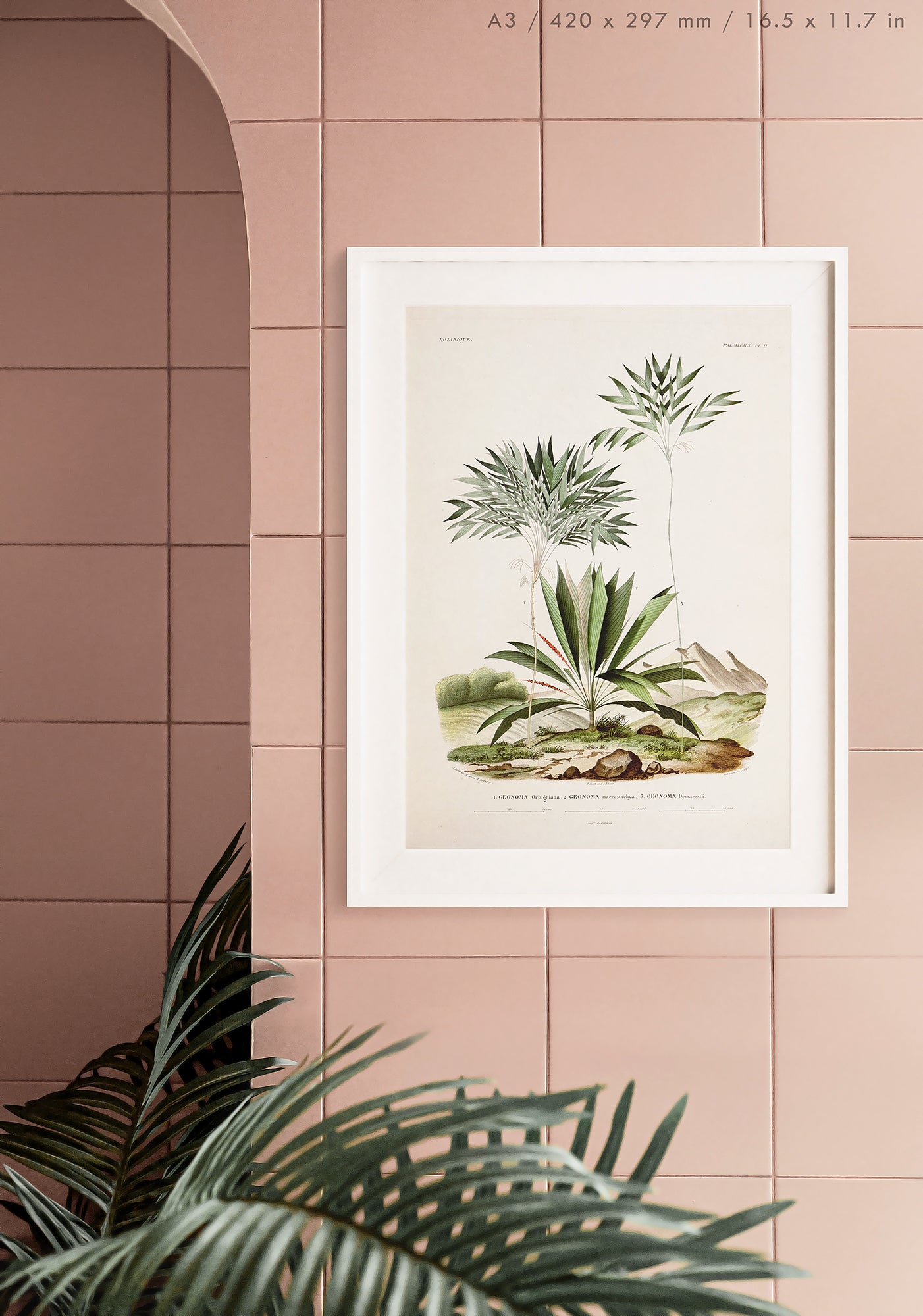 Preview of the art print Geonoma Palm, mounted in an A3 size frame