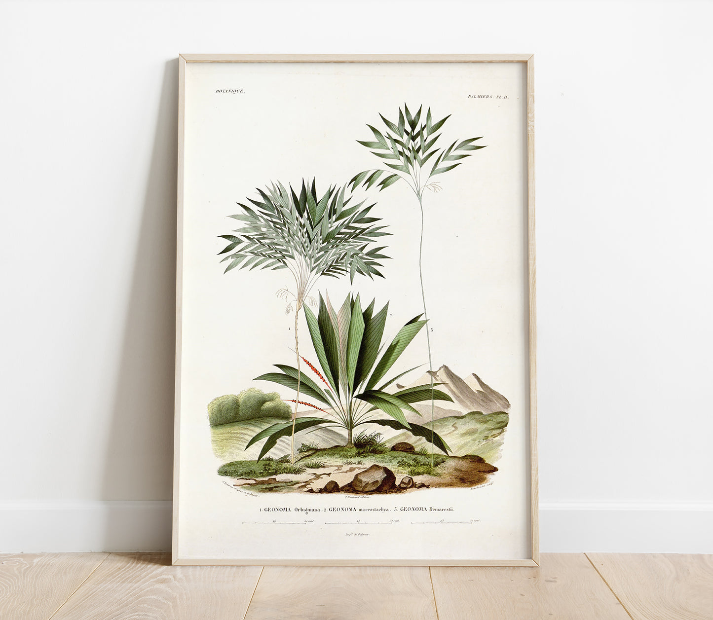 Preview of the art print Geonoma Palm Illustration, mounted in a poster frame