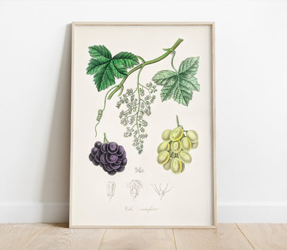 Preview of the art print Grape Vine by John Stephenson and James Morss Churchill, mounted in a poster frame