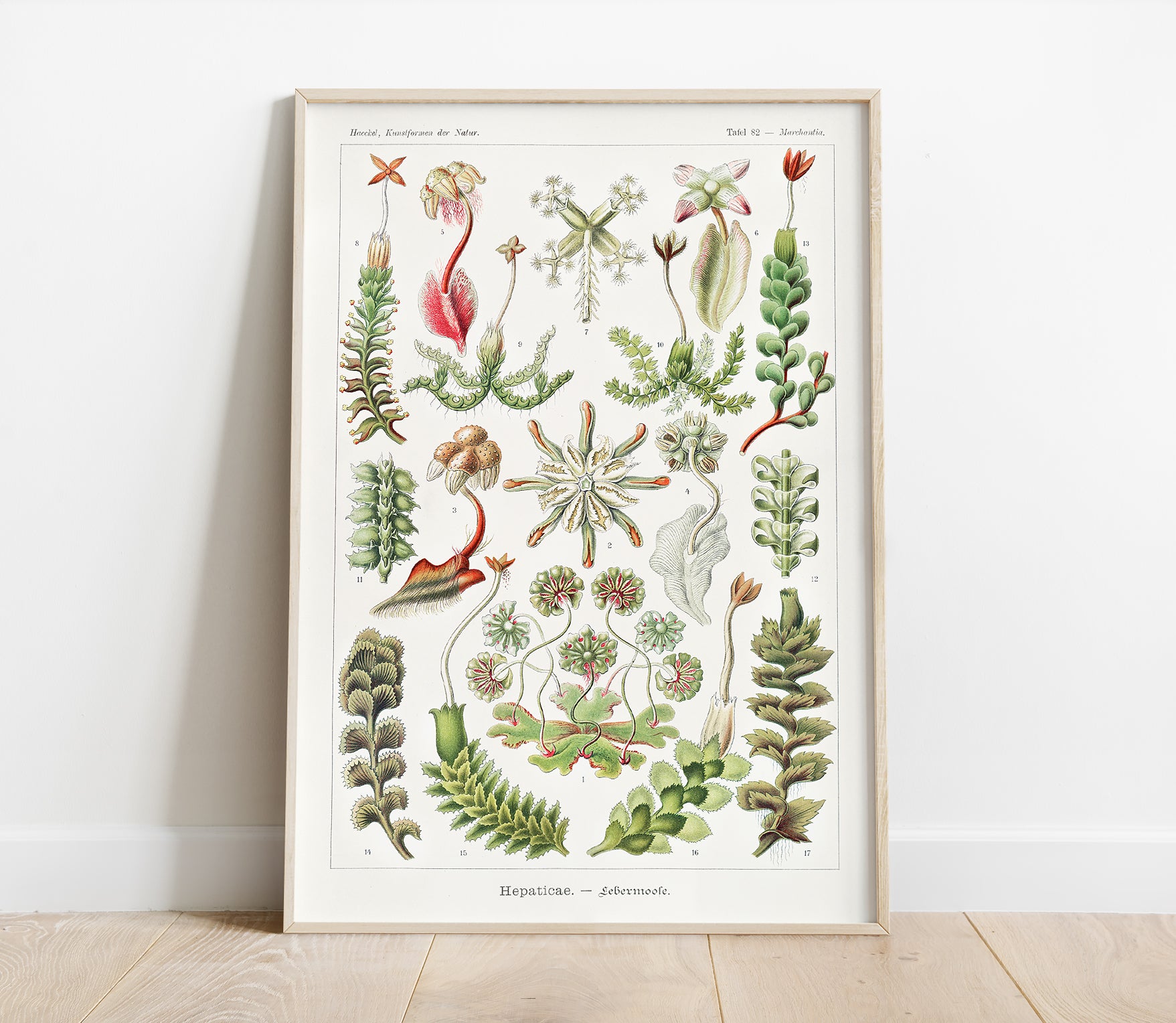 Preview of the art print Hepaticae by Ernst Haeckel, mounted in a poster frame