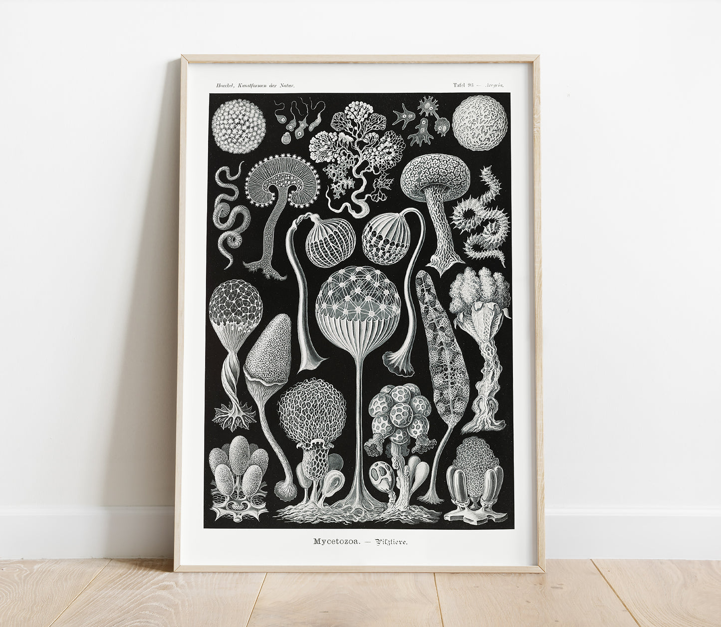 Preview of the art print Mycetozoa by Ernst Haeckel, mounted in a poster frame