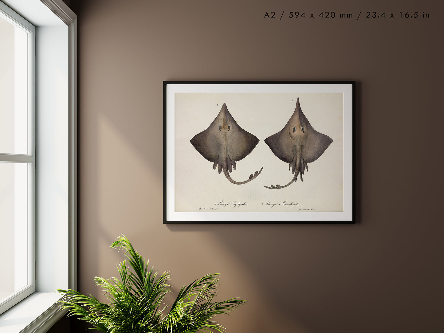 Preview of the art print Ocean Rays Illustration, mounted in an A2 size frame