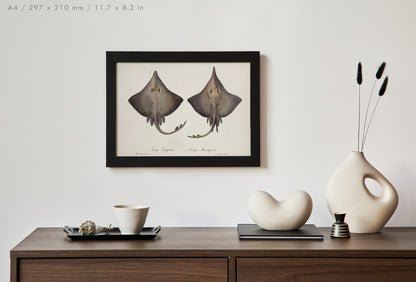 Preview of the art print Ocean Rays Illustration, mounted in an A4 size frame