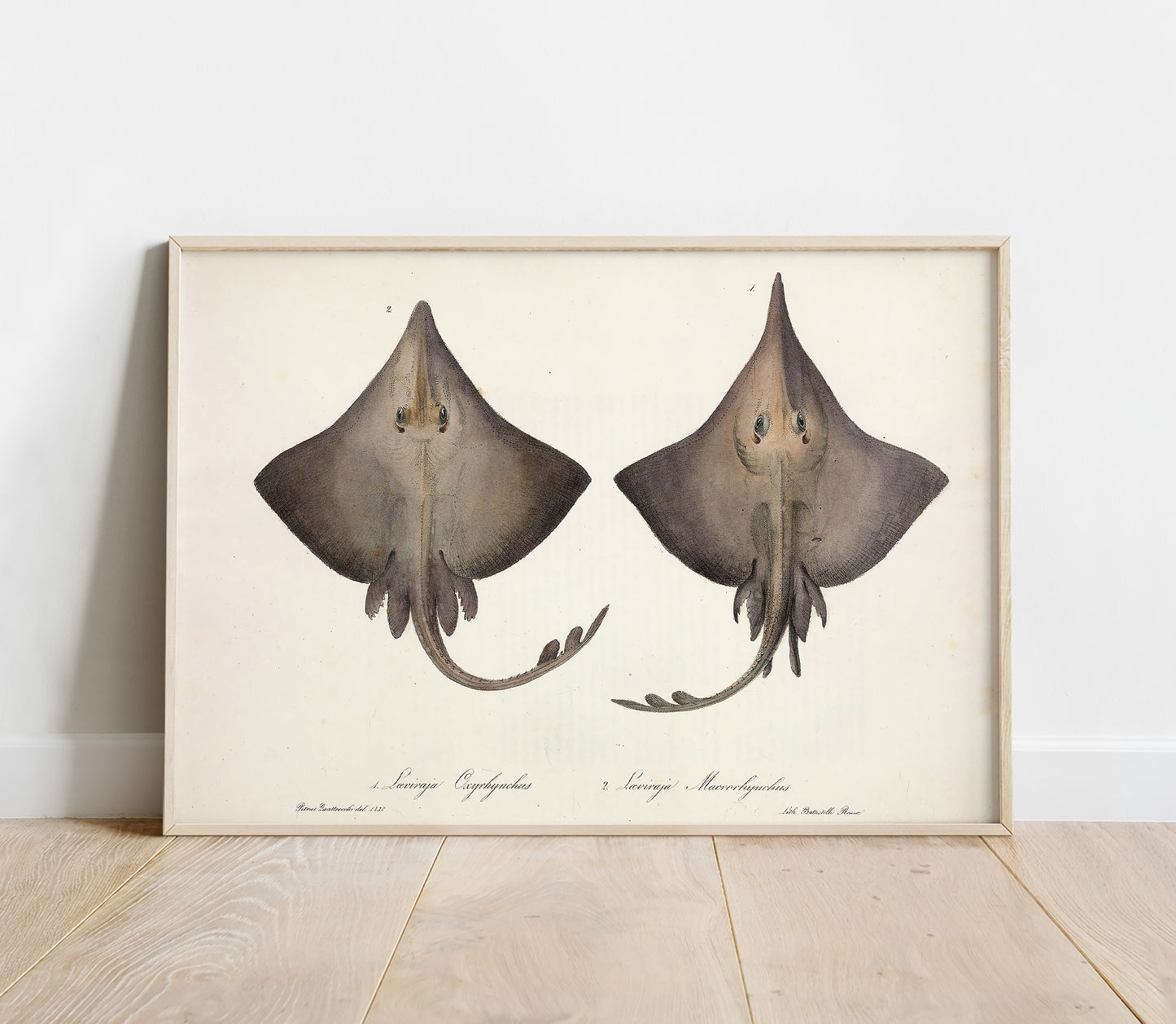 Preview of the art print Ocean Rays Illustration, mounted in a poster frame