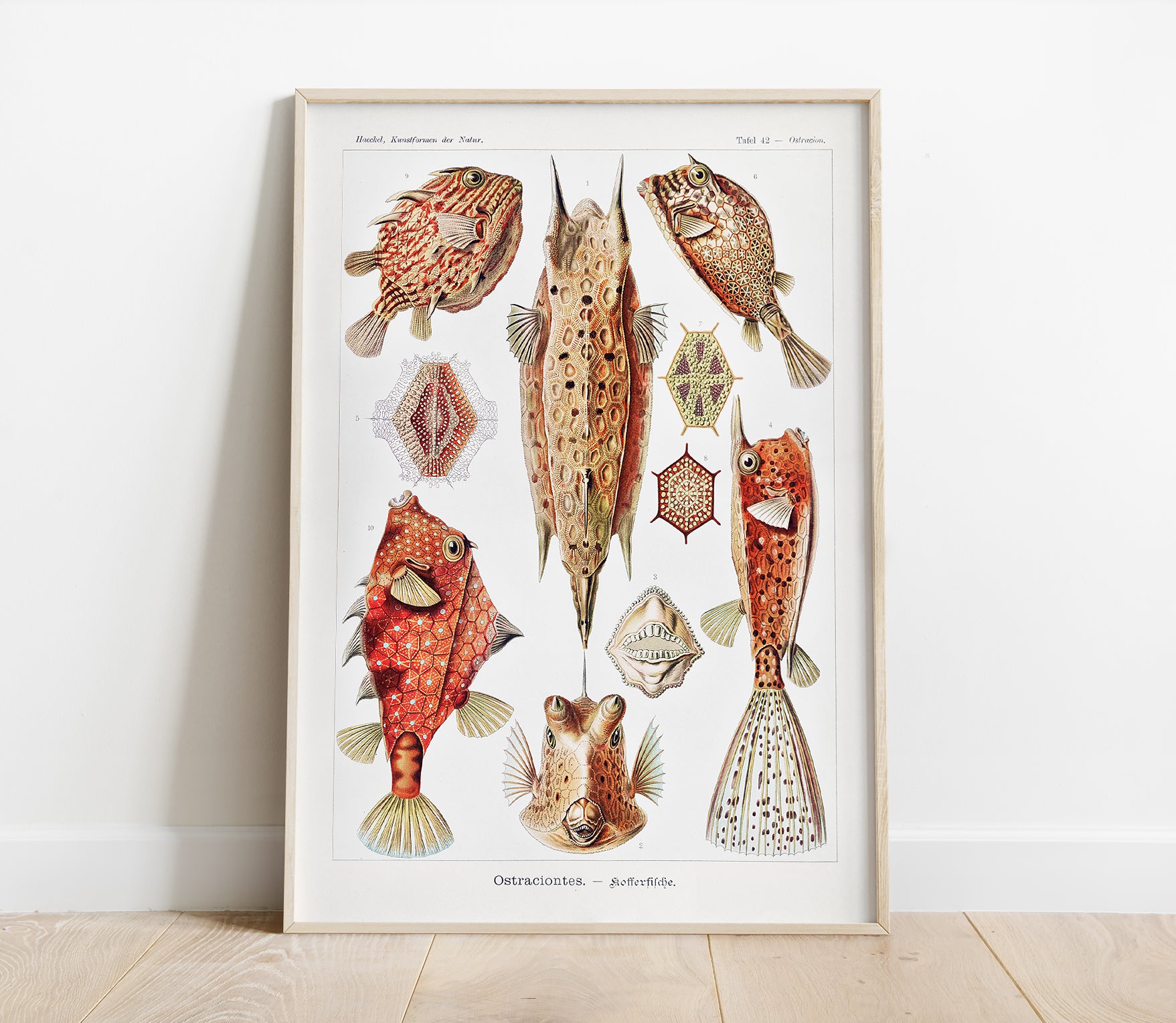 Preview of the art print Ostraciontes by Ernst Haeckel, mounted in a poster frame