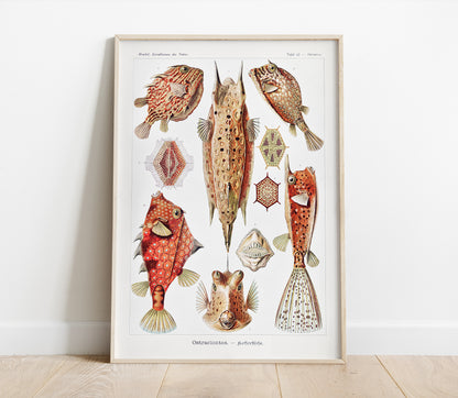 Preview of the art print Ostraciontes by Ernst Haeckel, mounted in a poster frame