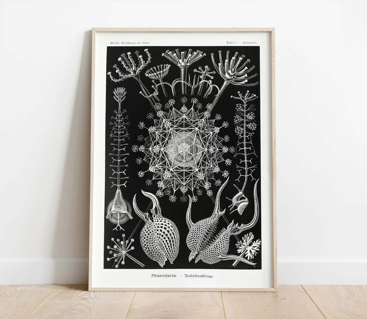 Preview of the art print Phaeodaria by Ernst Haeckel, mounted in a poster frame