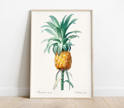 Preview of the art print Pineapple by Pierre Joseph Redouté, mounted in a poster frame