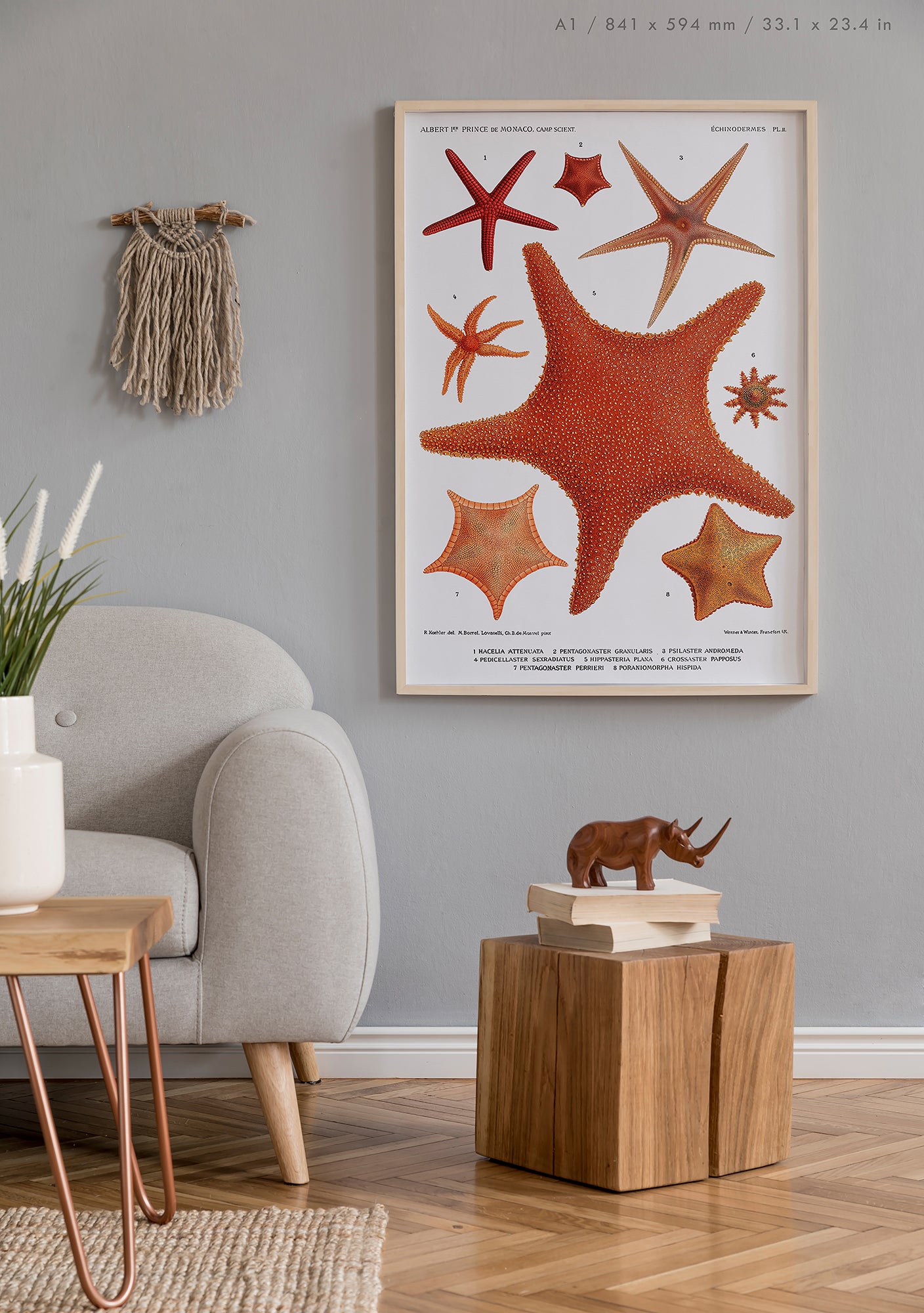 Preview of the art print Starfish by Carl Chun, mounted in an A1 size frame