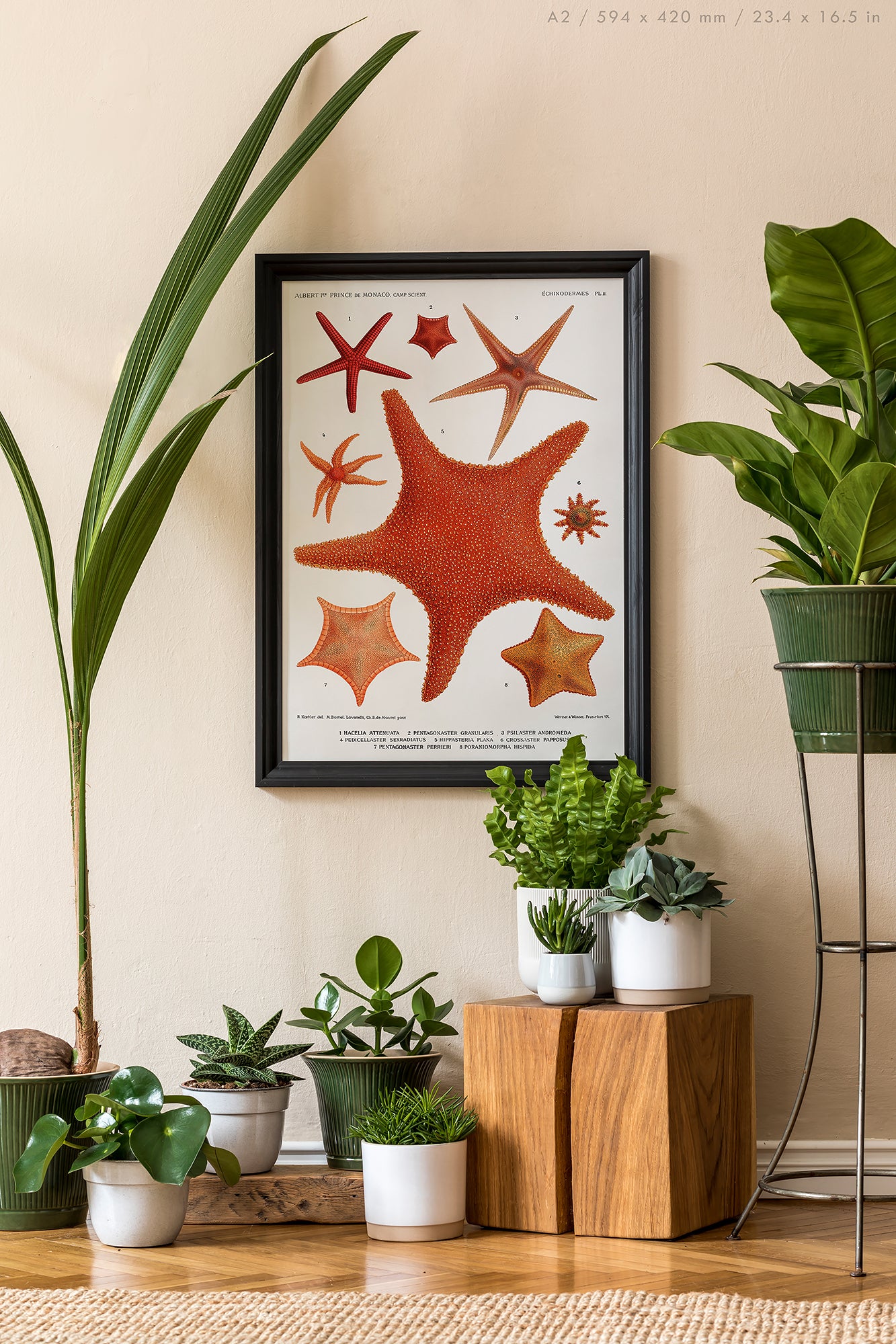 Preview of the art print Starfish by Carl Chun, mounted in an A2 size frame