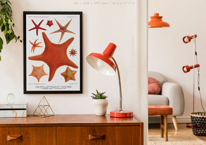 Preview of the art print Starfish by Carl Chun, mounted in an A3 size frame