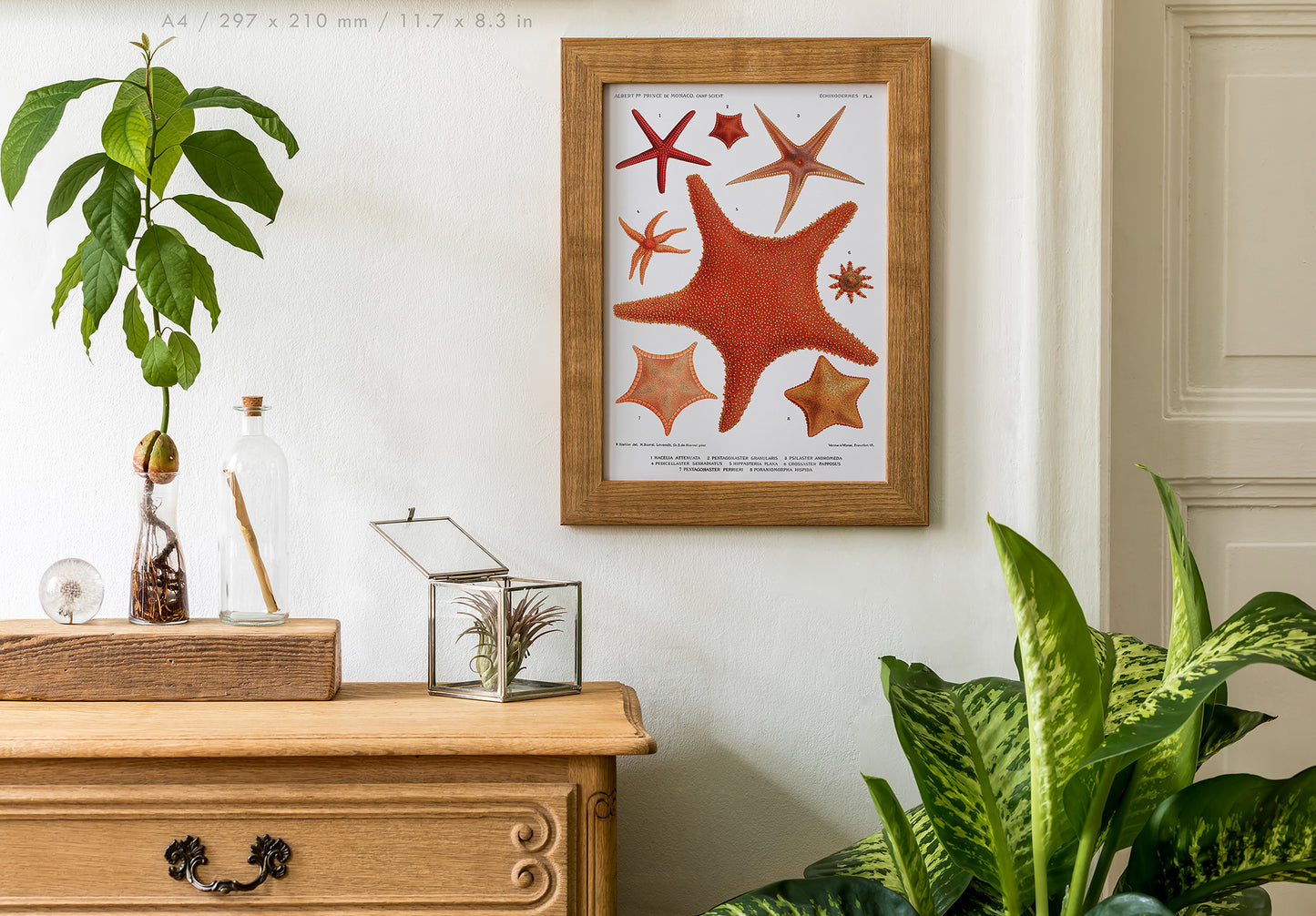 Preview of the art print Starfish by Carl Chun, mounted in an A4 size frame