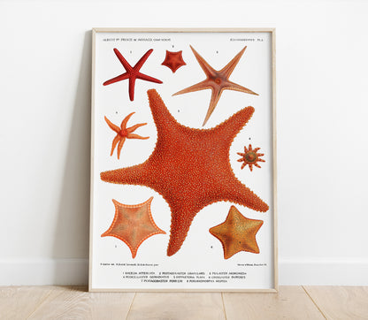 Preview of the art print Starfish by Carl Chun, mounted in a poster frame