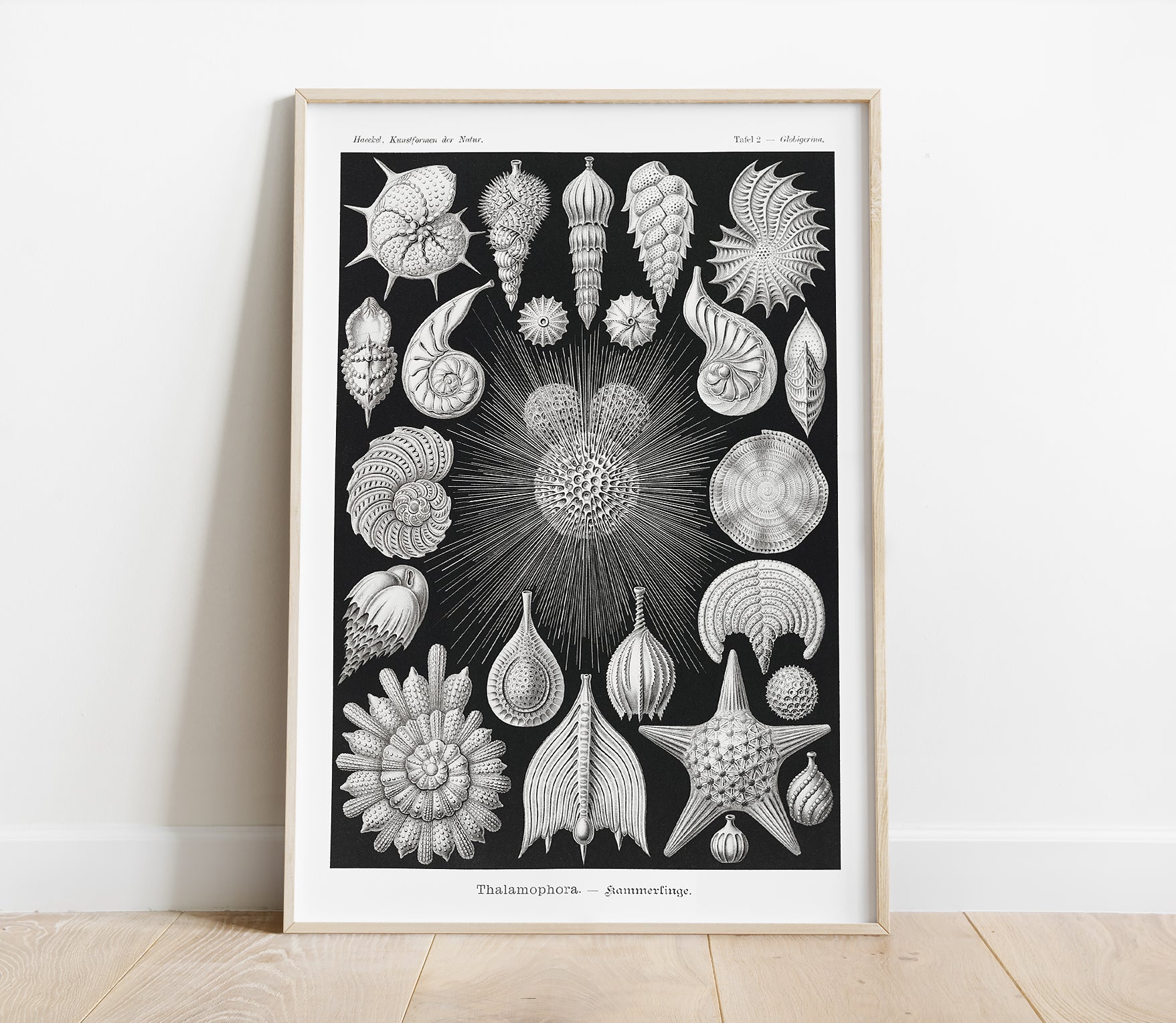 Preview of the art print Thalamophora by Ernst Haeckel, mounted in a poster frame