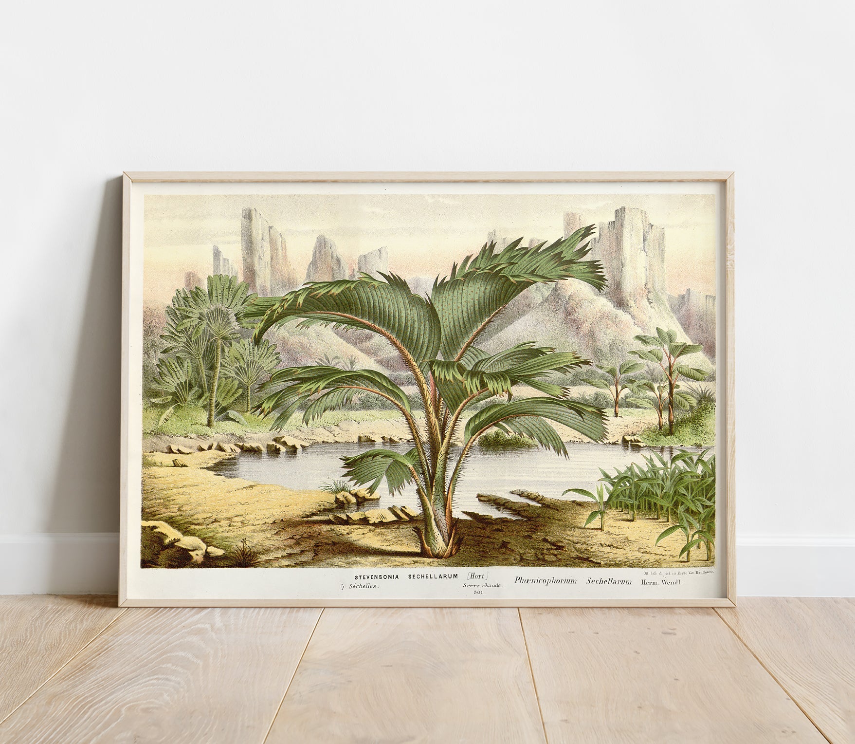 Preview of the art print Thief Palm by Louis Van Houtte, mounted in a poster frame