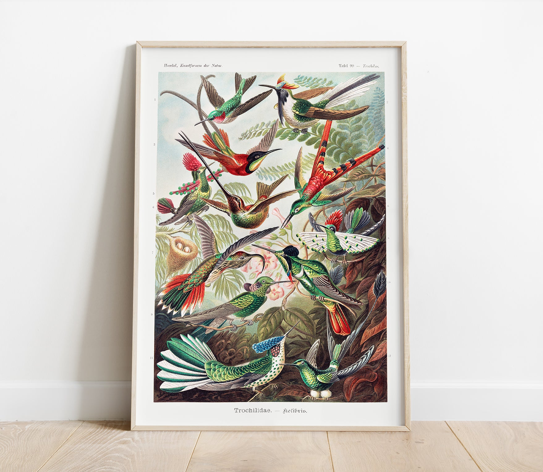 Preview of the art print Trochilidae by Ernst Haeckel, mounted in a poster frame