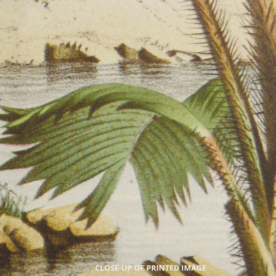 Detail of print Thief Palm by Louis van Houtte