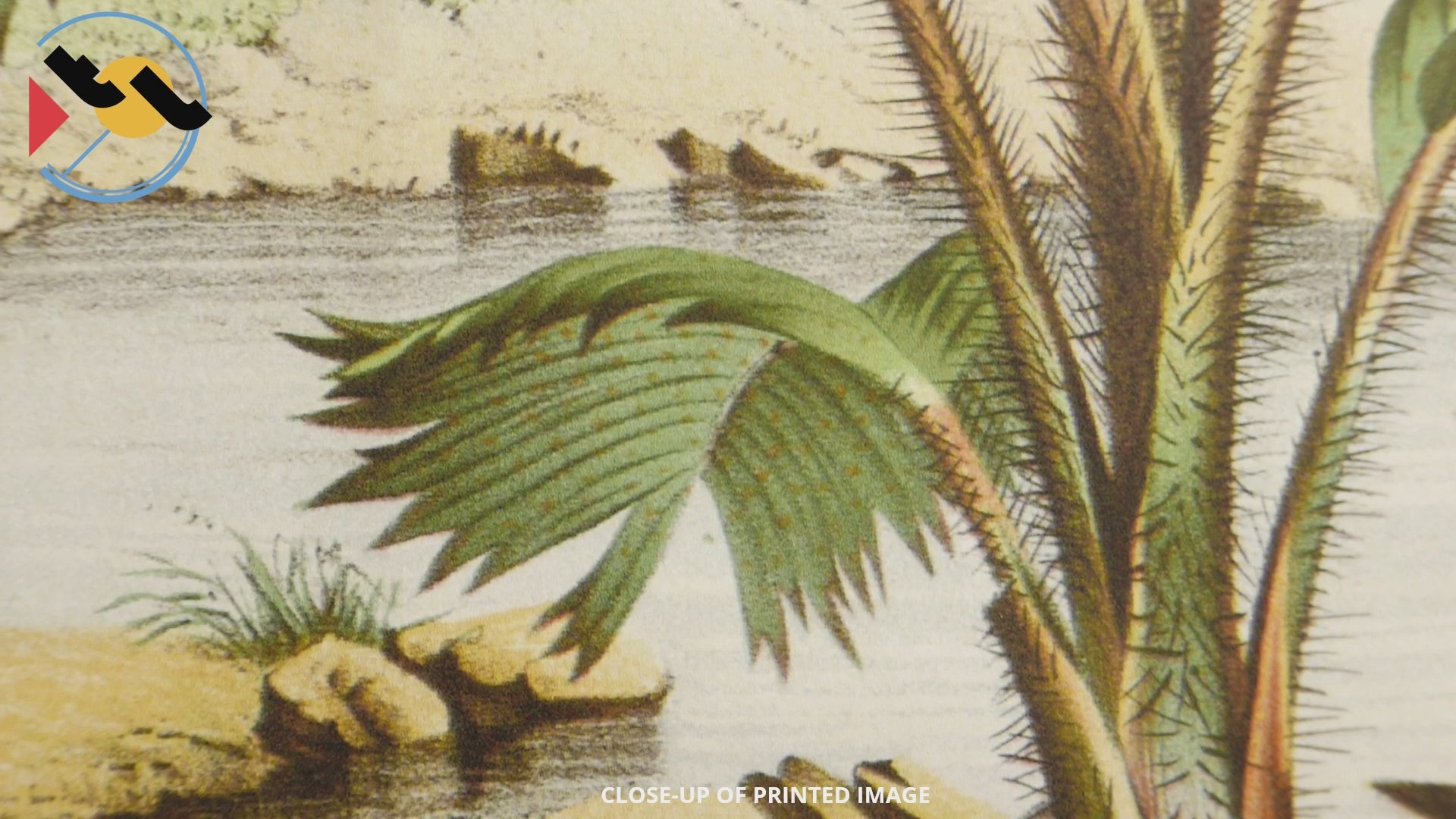 Detail of print Thief Palm by Louis van Houtte