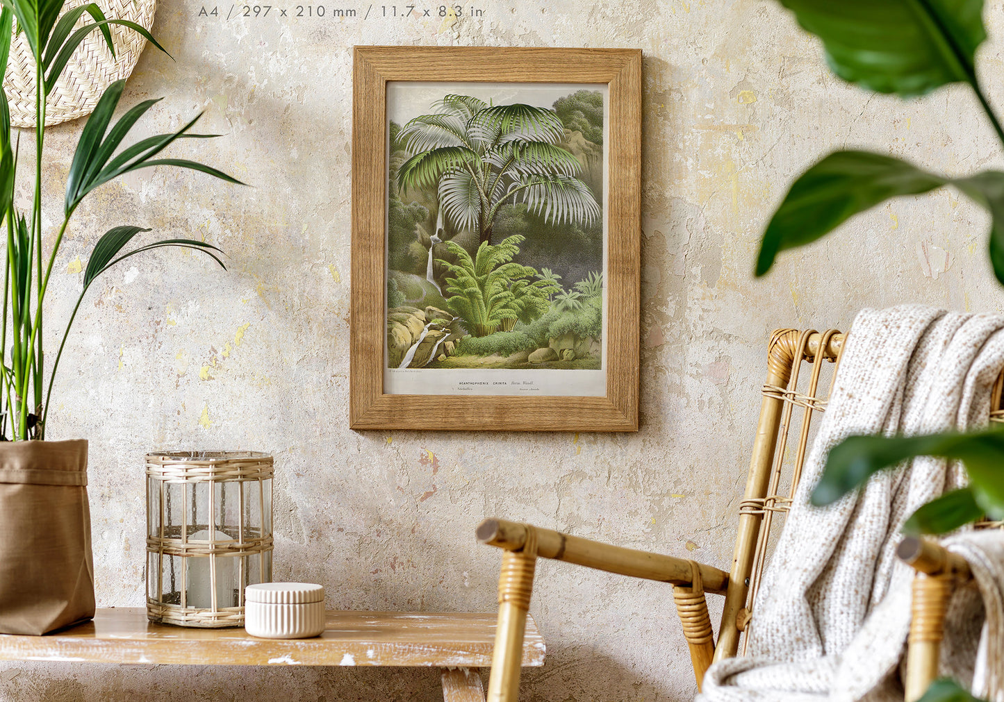 Preview of the art print Acanthophoenix Crinita by Louis van Houtte, mounted in an A4 size frame